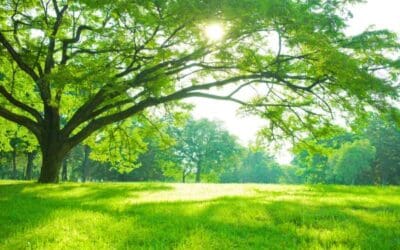 Feng Shui is Fabulous with Nature – “Tree” Energy