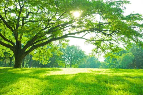 Feng Shui is Fabulous with Nature – “Tree” Energy